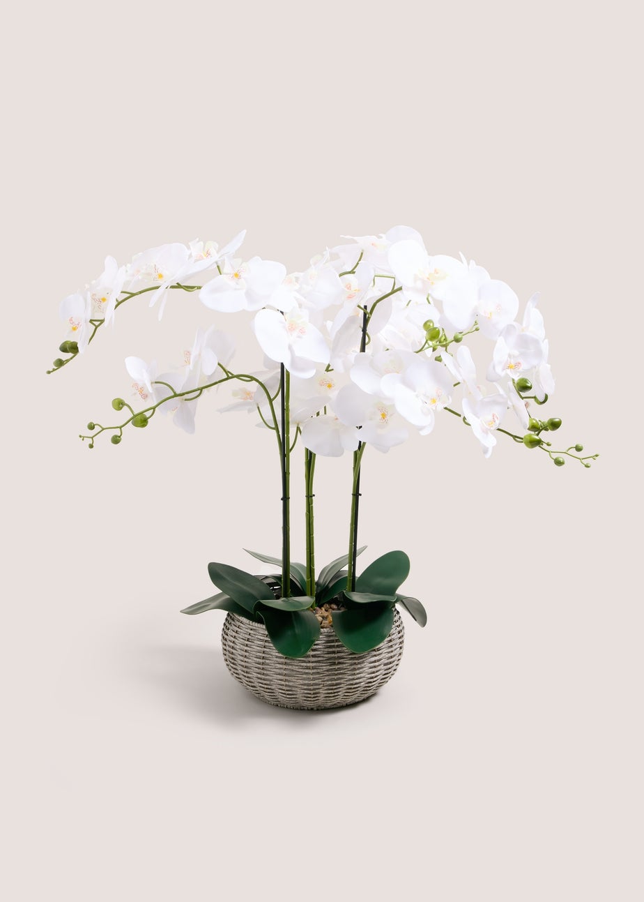 White Orchid In Woven Pot