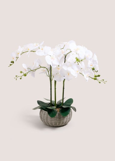 White Orchid In Woven Pot