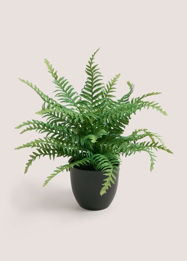 Entry Fern Plastic Pot