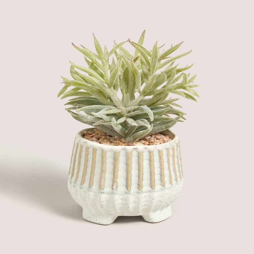 Succulent In Footed Pot