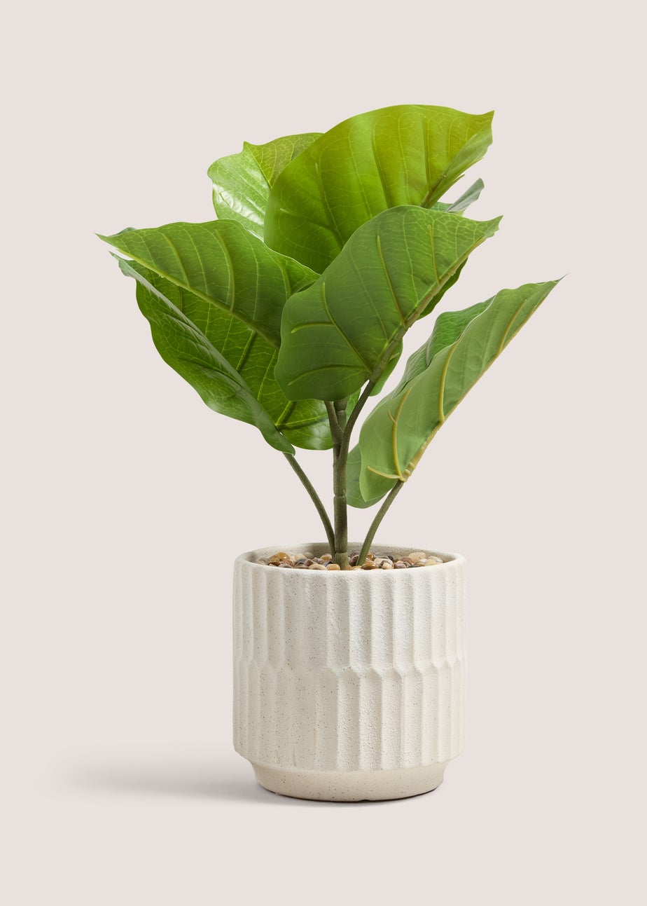 Fig Tree In Cream Pot