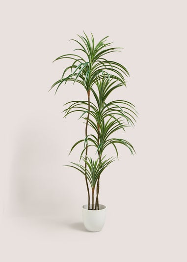 Varigated Yukka Tree