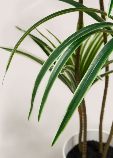 Varigated Yukka Tree