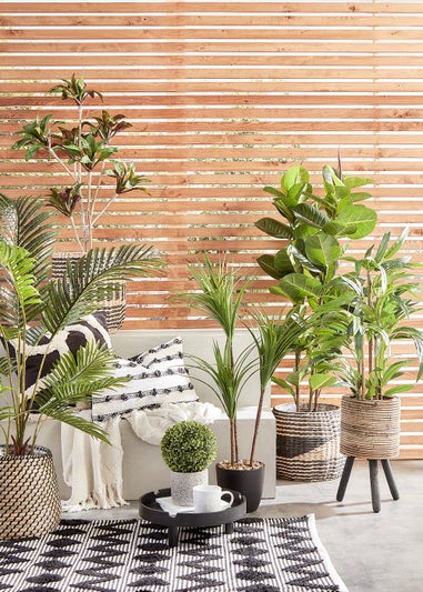 Dark Green Yukka Plant