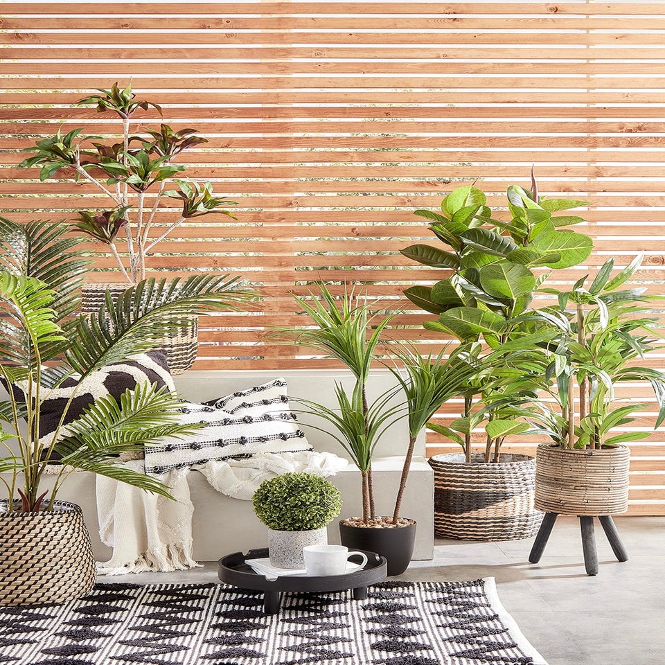 Dark Green Yukka Plant