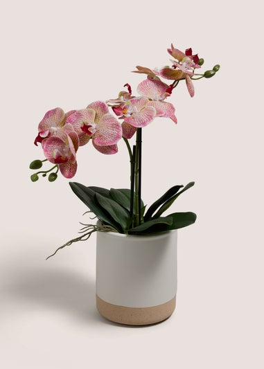 Pink Oriental Orchid