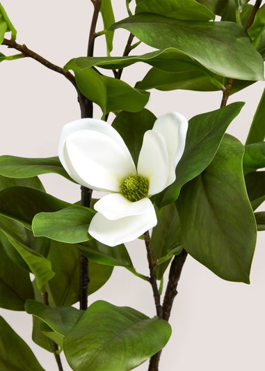 White Magnolia Tree