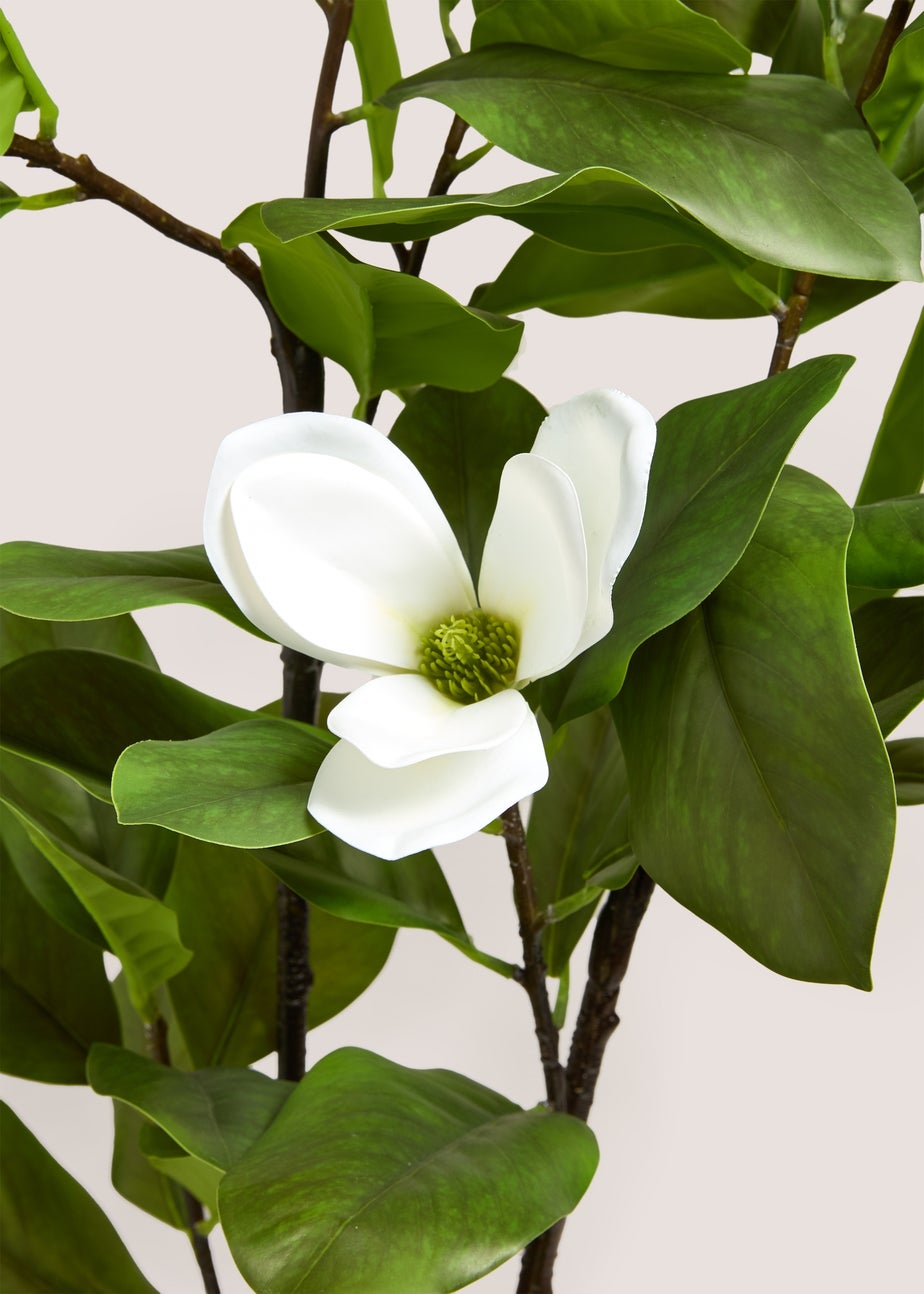 White Magnolia Tree
