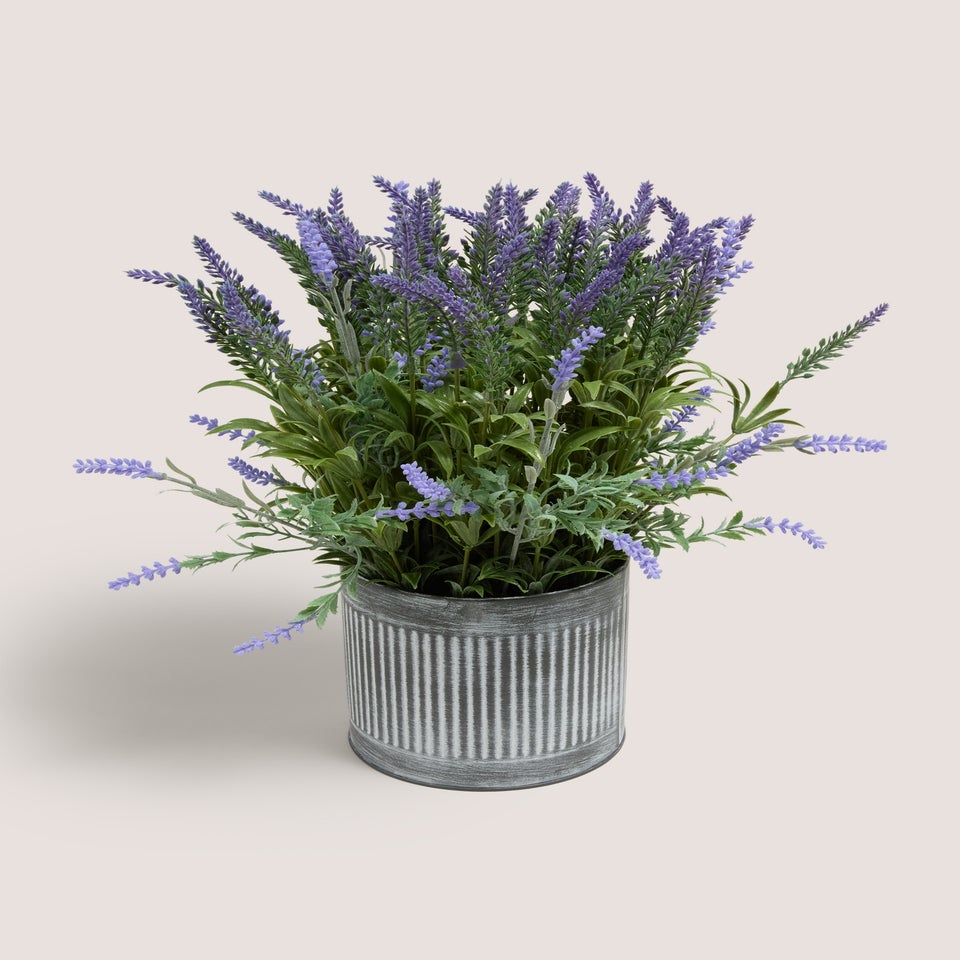 Lavender In Metal Pot