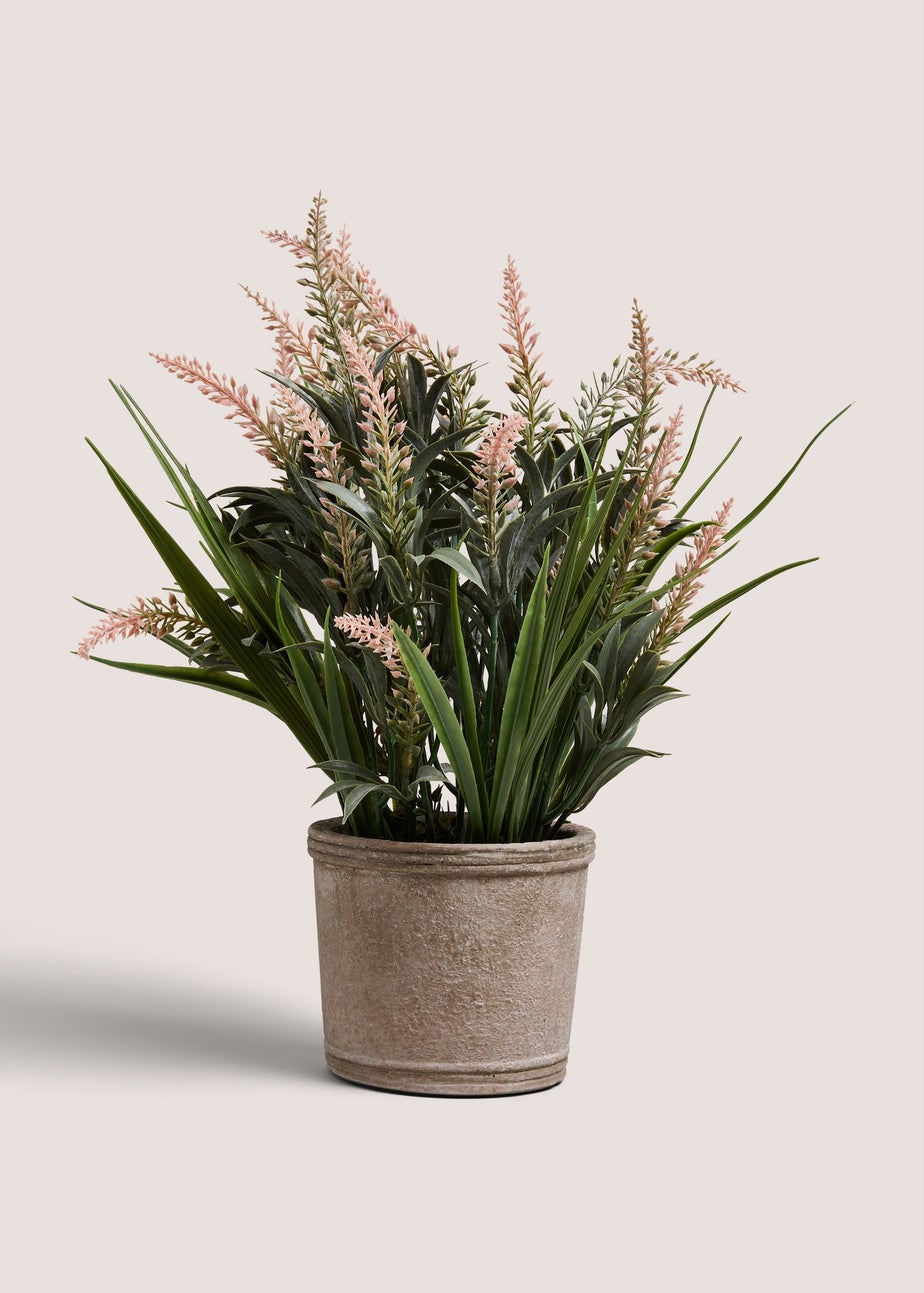 Pink Lavender In Cement Pot