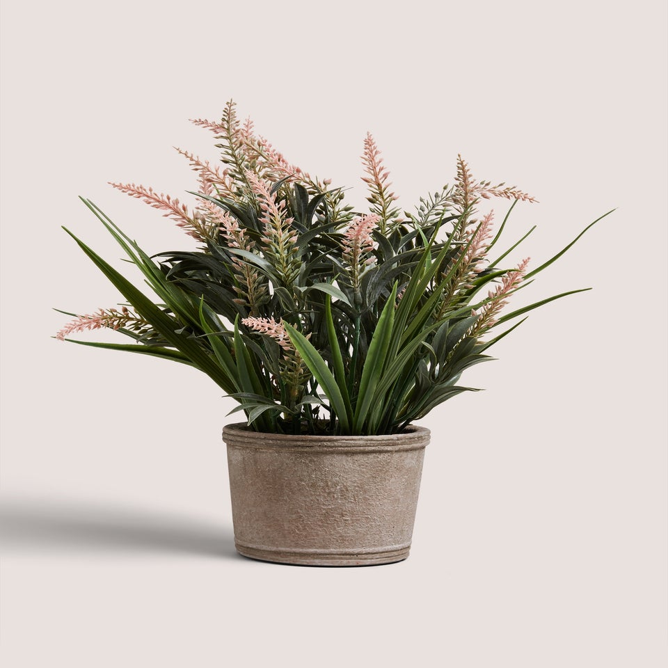 Pink Lavender In Cement Pot