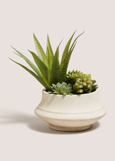 Agave In Cream Squat Pot