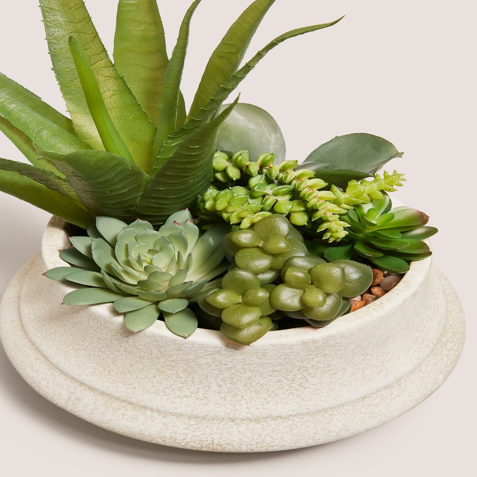 Agave In Cream Squat Pot
