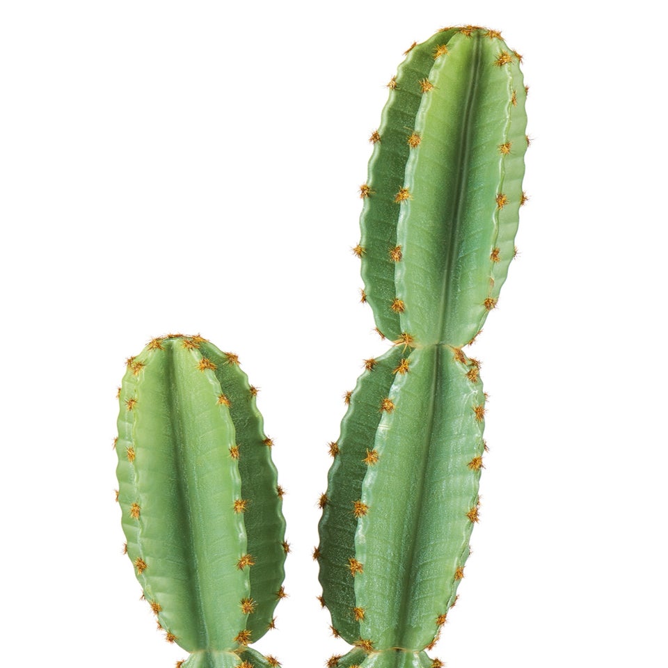 Premier Decorations Green Artificial Cactus in Plastic Pot