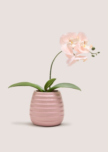 Pink Orchid In Pink Pot