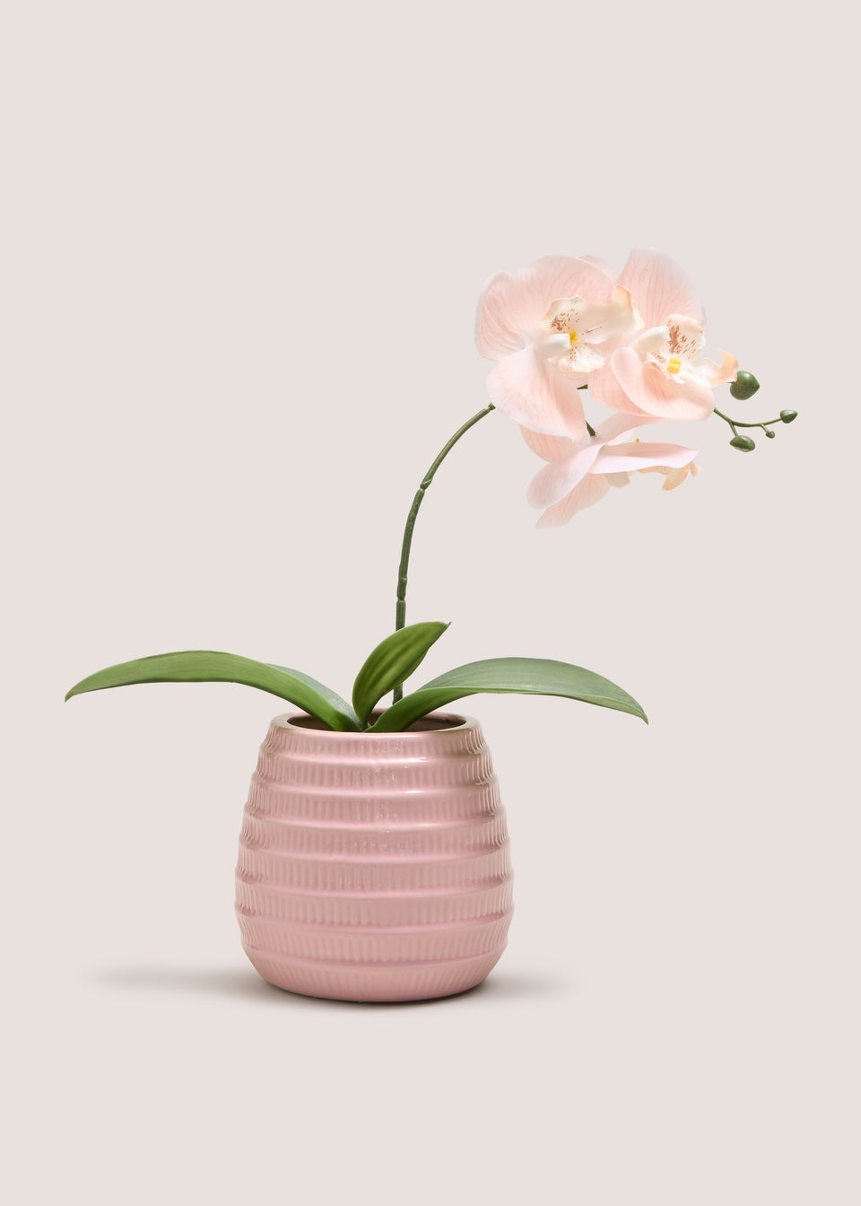 Pink Orchid In Pink Pot