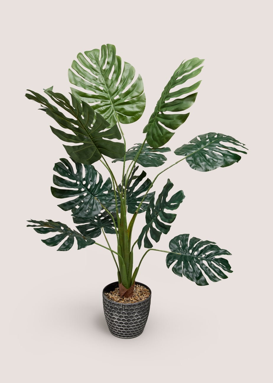 Monstera Plant With Pot