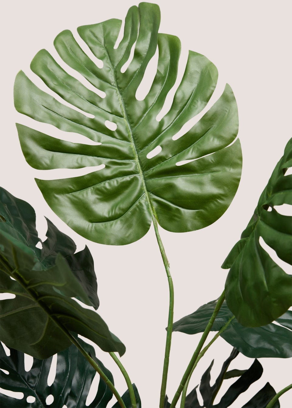 Monstera Plant With Pot
