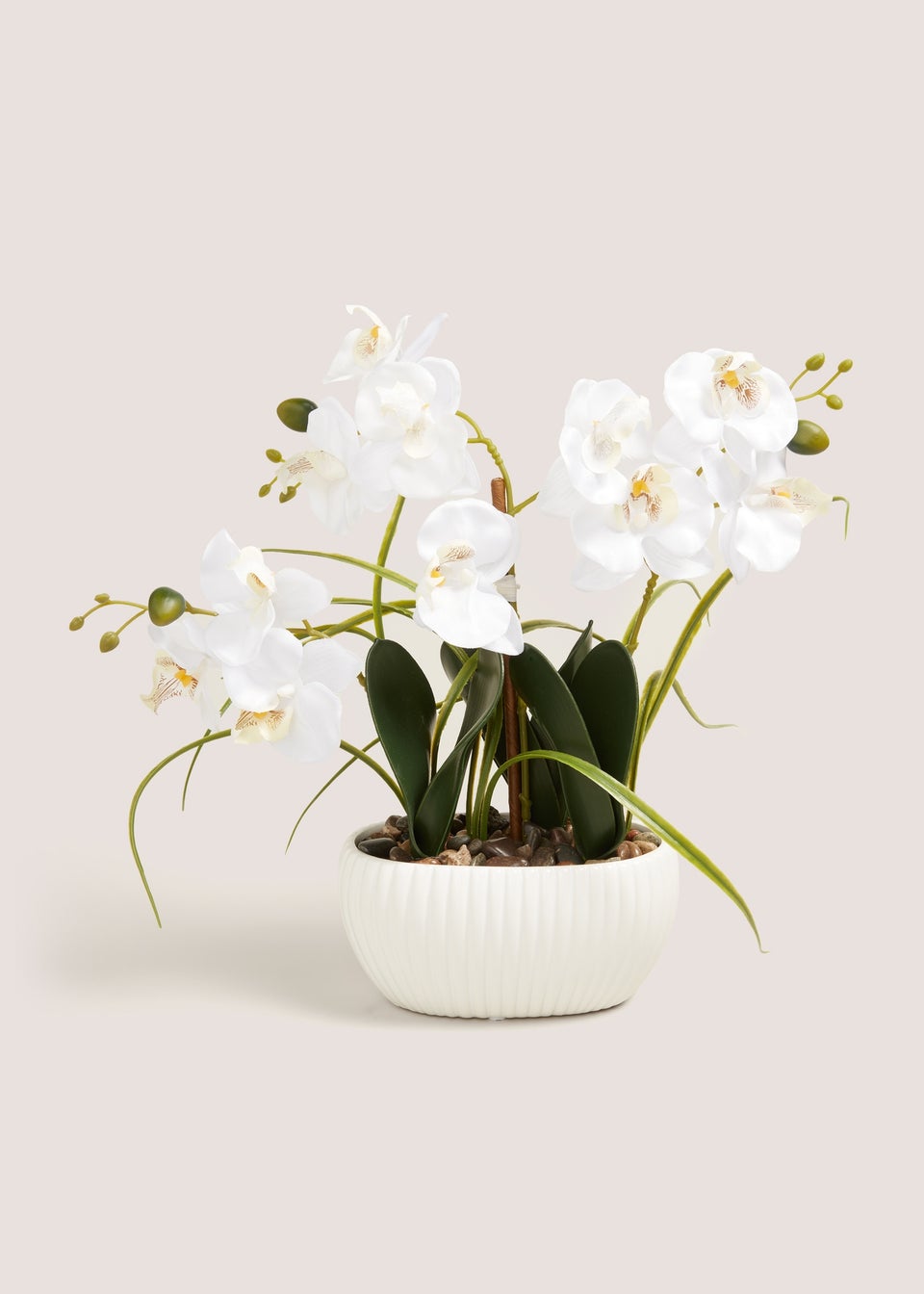 White Planted Orchid