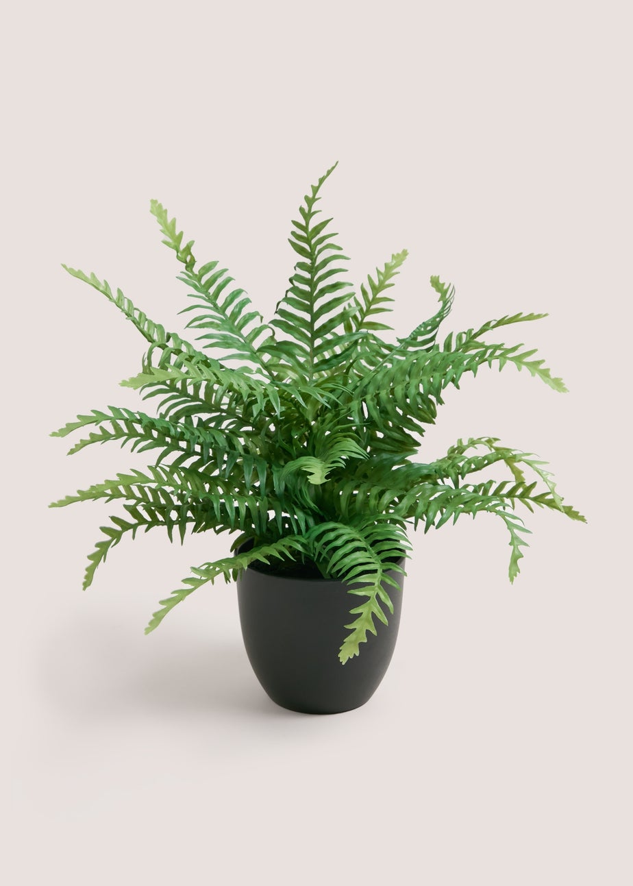 Black Potted Fern Plant