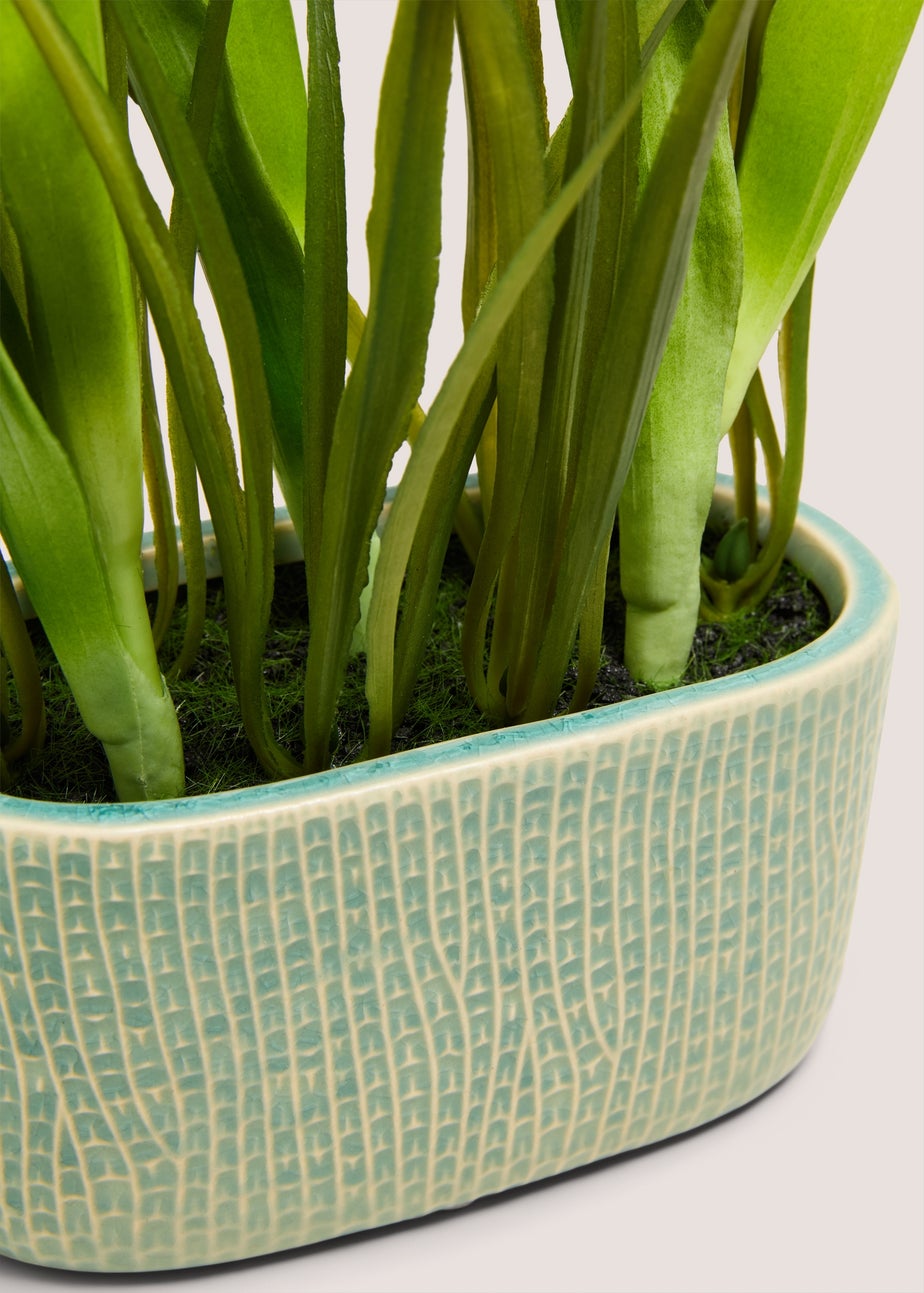 Green Tulip In Narrow Pot