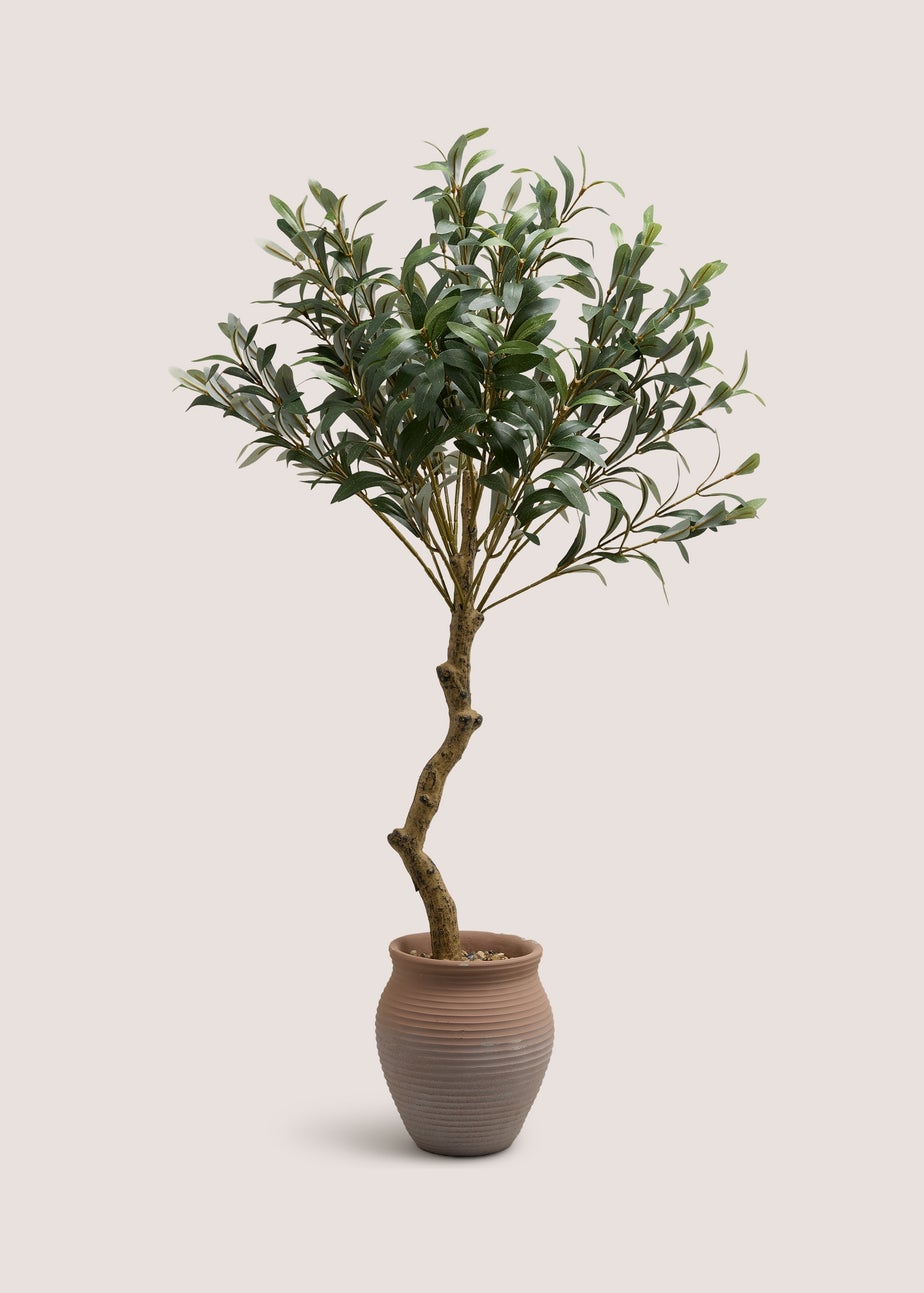 Large Olive Tree In Terracotta Pot