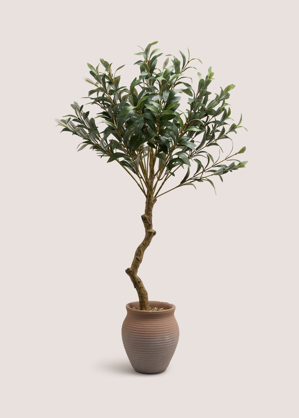 Large Olive Tree In Terracotta Pot