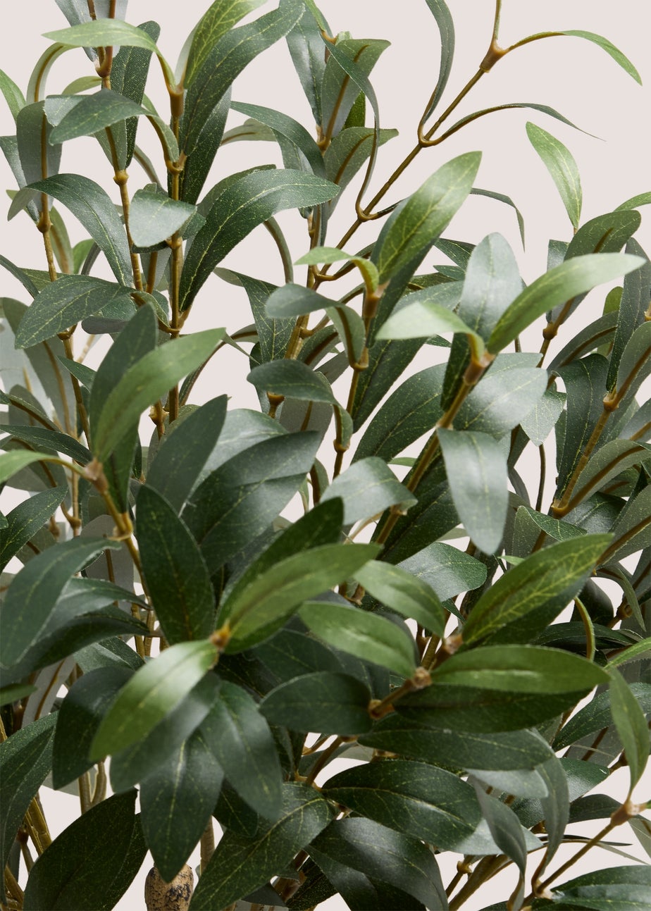 Large Olive Tree In Terracotta Pot