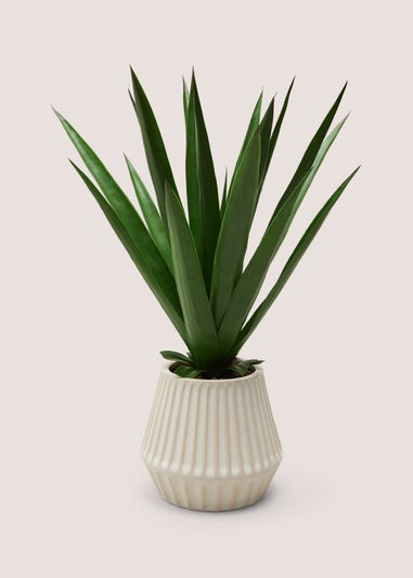 Aloe In Rib Ceramic Pot
