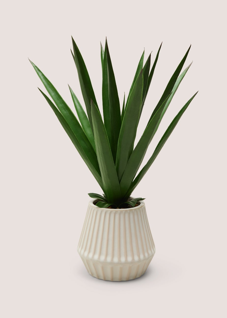 Aloe In Rib Ceramic Pot