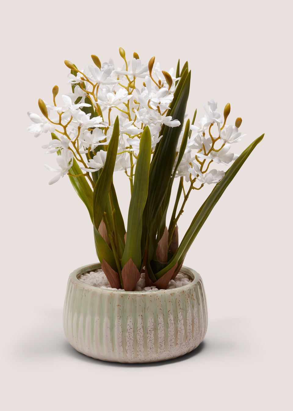 White Hyacinth Plant