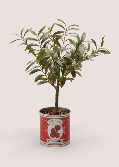 Sorrento Olive Tree In Tin