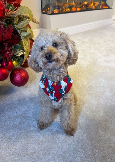 My Christmas Pyjamas Red Mistletoe & Wine Pet Matching Bandana