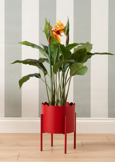 Scottish Everlastings Red Scallop Planter