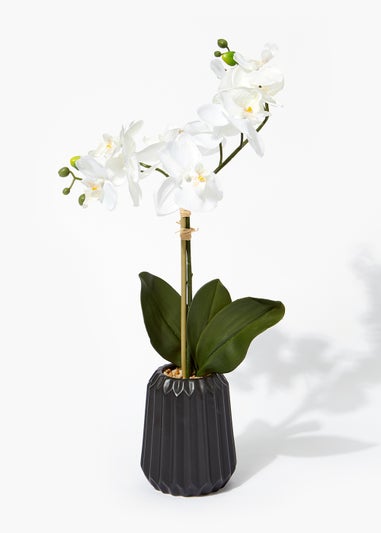 Orchid in Black Ribbed Ceramic Pot (43cm)