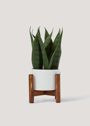 Sansevieria Plant in White Pot With Stand (11.5cm)