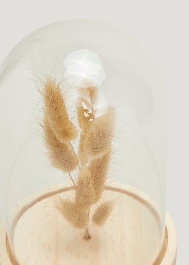 Bunny Tail Stems Under Cloche (13cm x 13cm x 19cm)