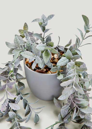 Trailing Plant in Grey Pot (10.5cm)