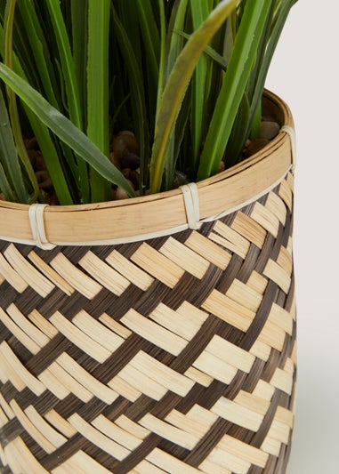 Grass in Natural Woven Basket (50cm x 13cm)