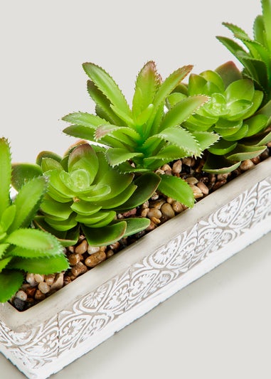 Rectangular Garden Succulent (40cm)