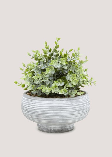 Eucalyptus in Stripe Cement Pot (23cm x 8cm)