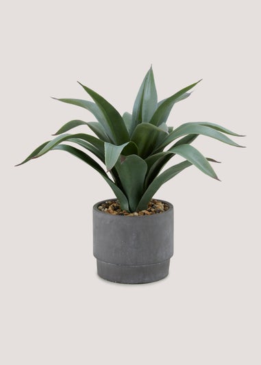 Plant in Cement Pot (35cm x 14cm)