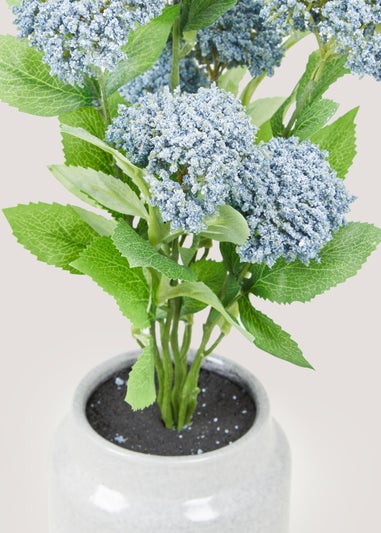 Babao in Grey Pot (34cm)