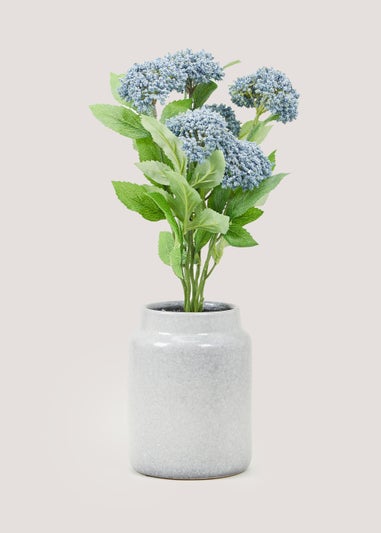 Babao in Grey Pot (34cm)