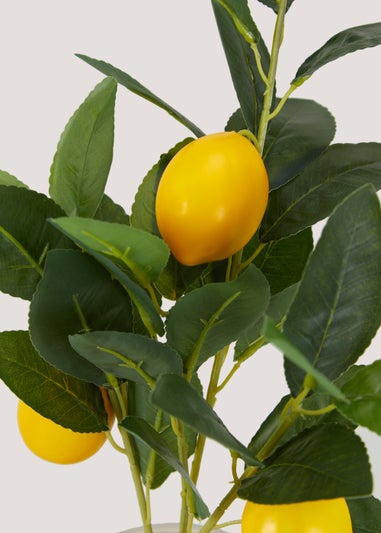 Small Outdoor Lemon Tree (39cm)