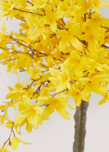 Yellow Forsythia Outdoor Tree (35cm x 35cm x 90cm)