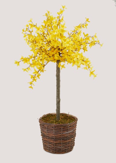 Yellow Forsythia Outdoor Tree (35cm x 35cm x 90cm)