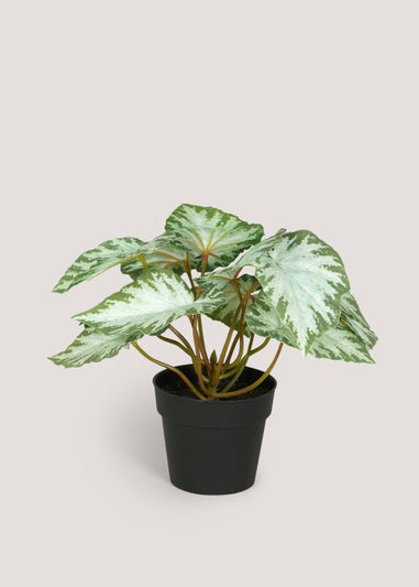 Mini Begonia Plant in Black Pot (22cm
