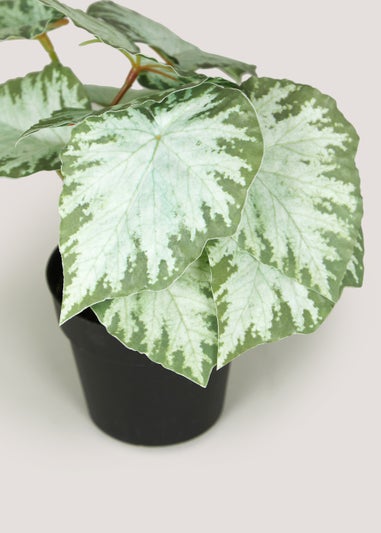 Mini Begonia Plant in Black Pot (22cm
