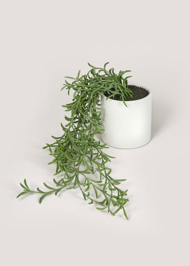 Trailing Plant in White Pot (12cm x 10cm)